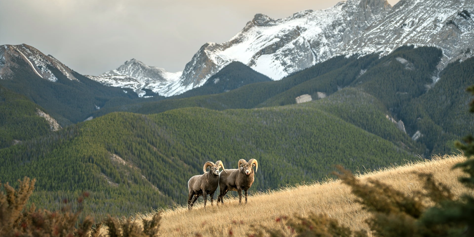 Two bighorn sheep standing on a sunlit hillside with snow-dusted mountains and a pine-covered valley behind them.